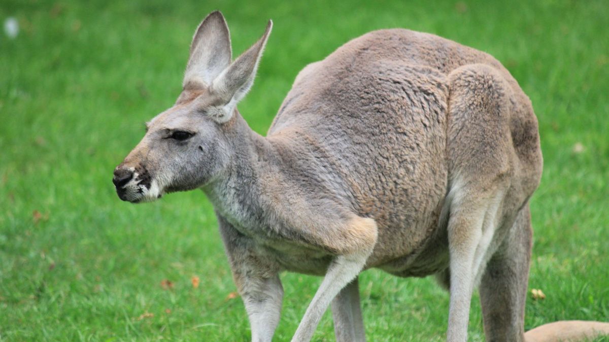 Australana zabil klokan, kterého choval jako domácího mazlíčka
